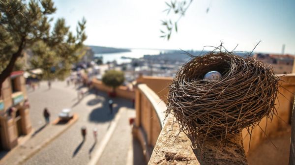 Top méthodes infaillibles de dépigeonnage à Marseille